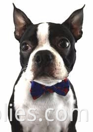 2018 Hot Sale Printed Logo Dog Training Collar COLLARS Eco-friendly